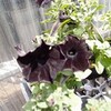 黒い花