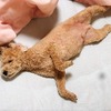 ニゴ寝