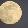 １月１３日　人生が終わるまで胃腸の不調と戦うと思うと……。