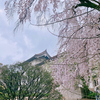 雨の日に楽しむ東京国立博物館での花見とフルーツサンド