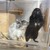 しろごまあん1293日目