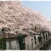 桜ん歩♪