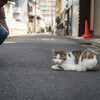 桜の開花とともにネコさんの季節がやってきた