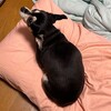 まろにー2987日目