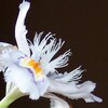 花のほほえみ