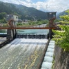 用水の取水施設・黒谷頭首工を探して《片貝川の水めぐり・その２》