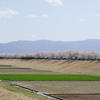 2021年「手取川の堤桜」