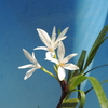 Maxillaria pulchra