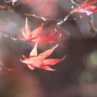 「徳明園（高崎）」の紅葉・秋の終わり
