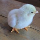 白ひよこの日記