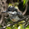 🦜野鳥の回【159】4月23日榛原・絶好のチャンスにへぼ写真連発（ヤマセミ）