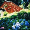 三室戸寺の紫陽花（京都・宇治）