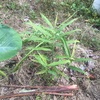 まじか、、の生姜の収穫☆畑してたら、野菜が採れると思ってた星人