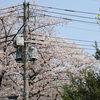 電柱と桜