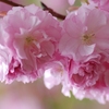 新宿御苑～八重桜の春～