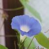 アサガオの花、終わりを迎えた