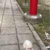 ぴあのからありがとう