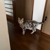 猫、お姉さん好き⁈