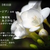 誕生花　２月１１日