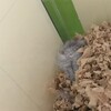しろあん366日目