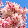 一番桜満開也