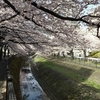 多摩　乞田川の桜