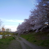 お花見ラン！那珂川の桜がきれいでした。すっかり春です!