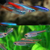 (熱帯魚 生体)ネオンテトラ SMサイズ(約2cm) (12匹) + グローライトテトラ(約2cm)(10匹)【水槽/熱帯魚/観賞魚/飼育】【生体】【通販/販売】【アクアリウム/あくありうむ】