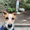 朝から山へ行くことを決めていた犬。