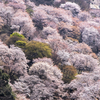 奈良で桜といったらやっぱり吉野山！中千本、上千本の撮影スポットを紹介