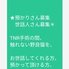 触れないノラ猫ちゃんのお世話ボランティア求む！！　😺　TNRの間（10日程度）、