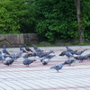 定休日の土曜日 5月8日