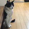 真冬の猫時間