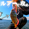 遠州灘が荒れているので"誰も居ない"湾内ショアジギングをしてみると…🐟in愛知県湾内釣り【釣行日2025/07/24(木)】