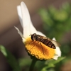 花びらは傷ついても