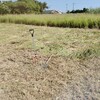 農作業始めてからすごく健康的な日々