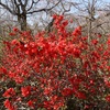京都府立植物園。花盛り。見ごろの桜もたくさん。