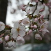  桜咲く春なのにあなたは帰らない: ディーメン・ユダヤ人墓地の子供たちと桜