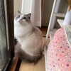 ふくちゃんがとても喜んで追いかけっこして遊んだこと