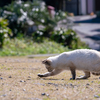 深島のねこさん