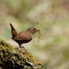 2022.04　ミソサザイ，キバシリほか (Eurasian wren, Treecreeper) @山梨県