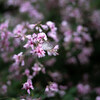 Nature snap #2