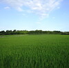 梅雨明けしたような真夏日