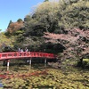 ちーば探検隊、2019年最後の桜。茂原公園と佐倉城址公園