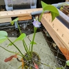 ミズアオイ発芽