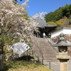 京都西山「善峯寺」桜Sakura　2024Kyoto