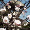 ３月の慈雲寺の行事予定と中日文化センターのお知らせ