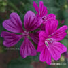 ゼニアオイ Malva sylvestris var. mauritiana