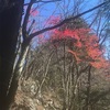 鷹ノ巣山登山 リベンジ