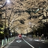 赤坂アークヒルズの夜桜